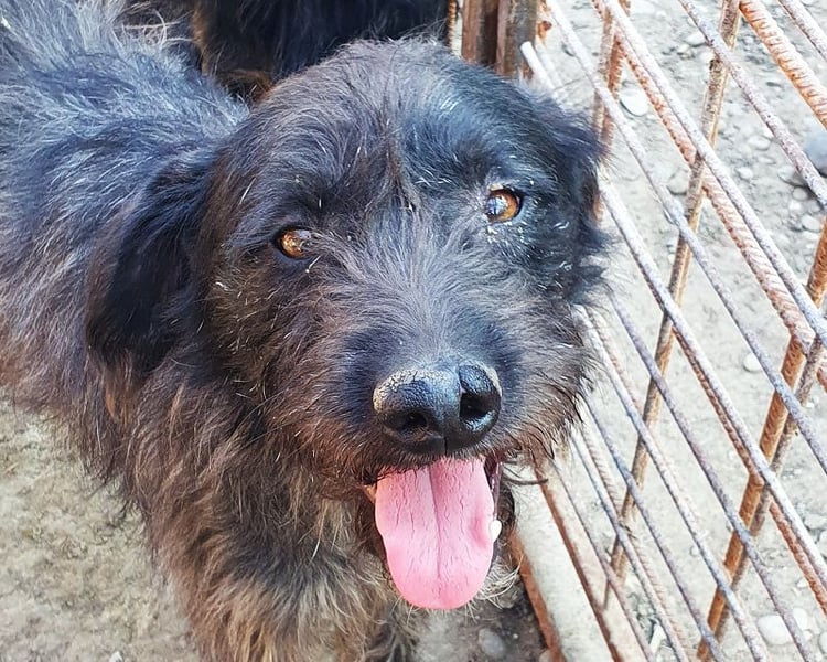 ♥BORIS♥ ganz zutraulicher, sanfter, lieber Wuschel-Mix-Rüde, der begeistert 46 cm