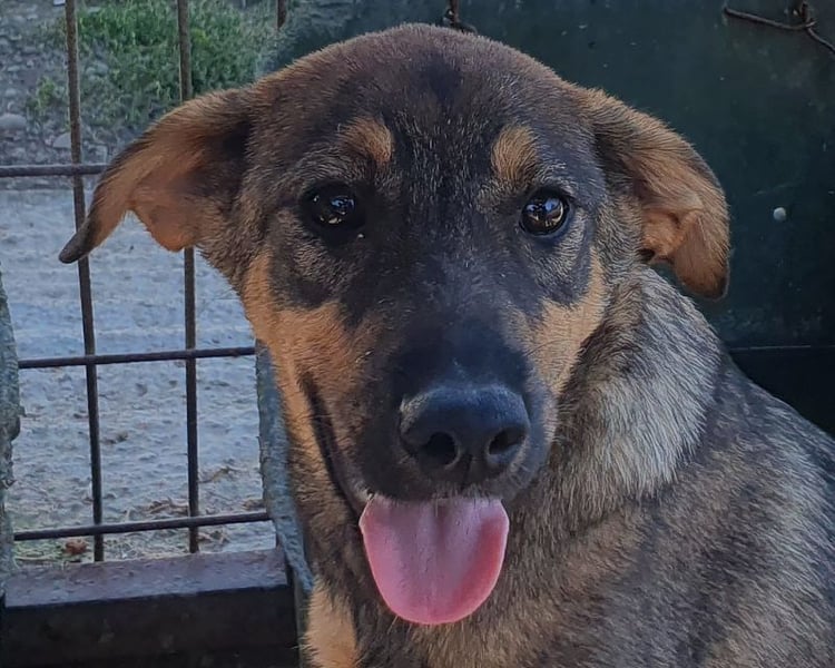 ♥FEE♥ hübsche, braun-grau gestromte Juniorin mit einem ganz besonders feinen Wesen 45 cm (wachsend)