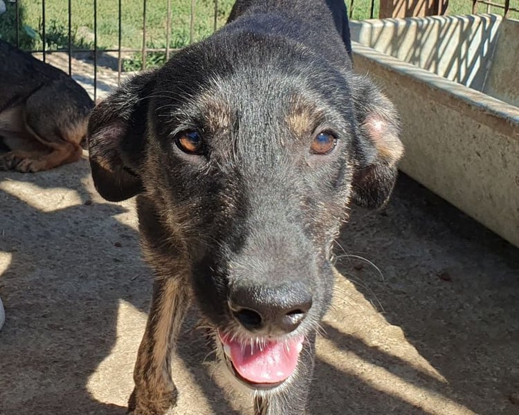 ♥GINGER♥ verspielte, sportliche, leider zu dünne, tolle Juniorin voller Lebenslust 49 cm (wachsend)