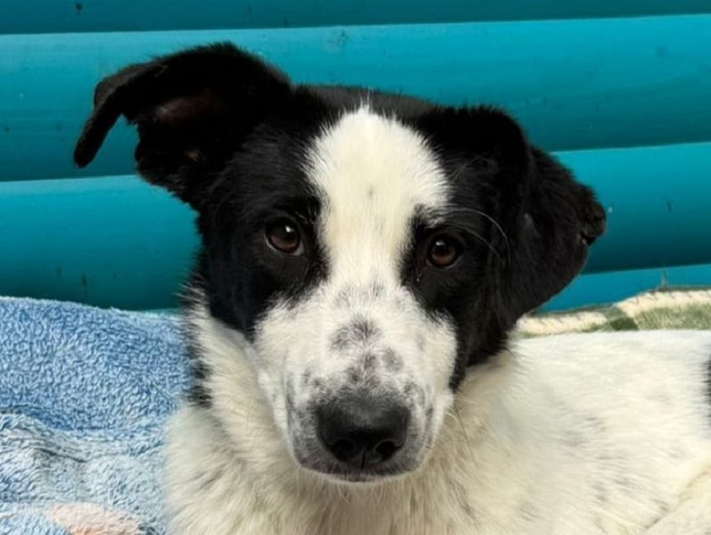 ♥KIM♥ neu auf Pflegestelle in Köln - verschmuste, zutrauliche, sanfte Juniorin 50 cm