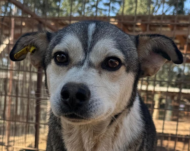 ♥BOBO♥ ganz verschmuster, offener, menschenbezogener Rüde voller Vertrauen 47 cm