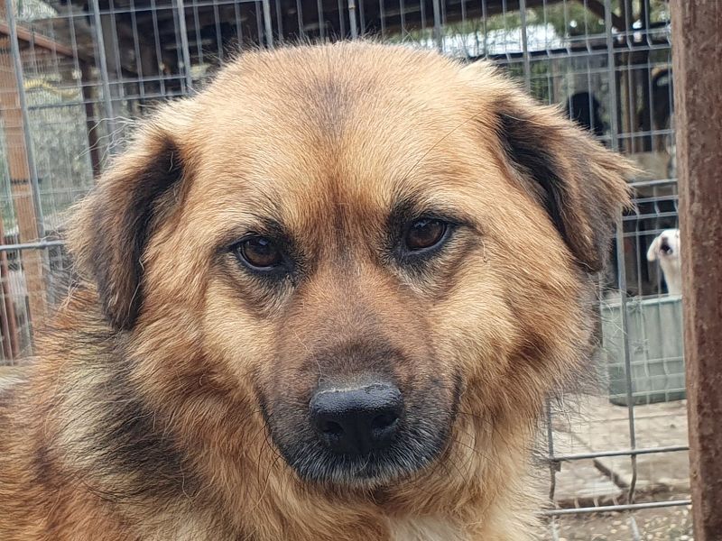 ♥MALEWA♥ wunderschöne, ganz liebe Hündin mit längerem Fell 44 cm