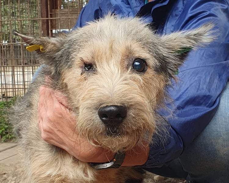 ♥LENI♥ ab 14. Nov auf Pflegestelle in Köln - bezaubernde, süße, leider zu dünne Hündin 48cm