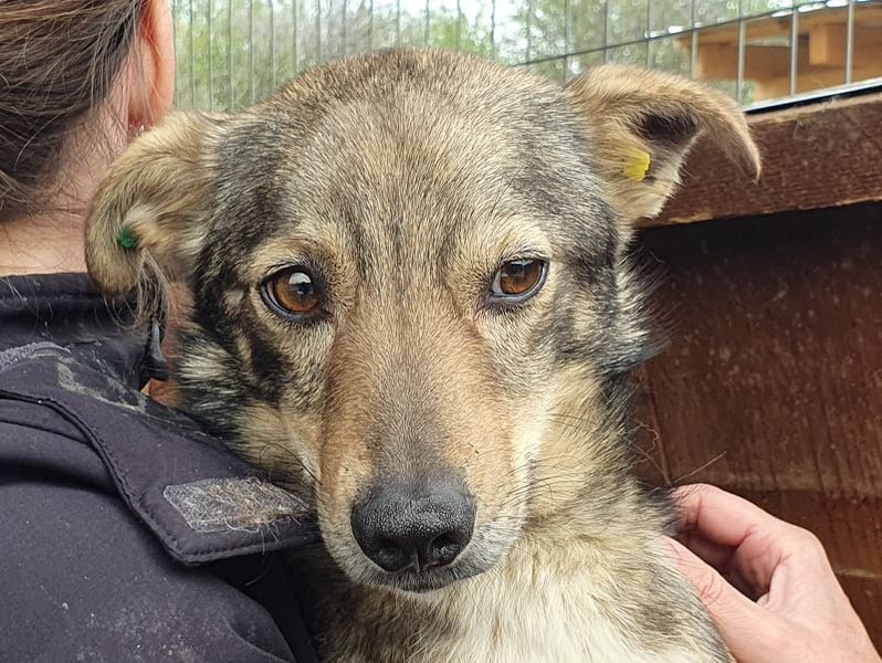 ♥LUMI♥ süßer, ganz lieber Rüde, der im Tierheim sehr viel Angst hat 47 cm
