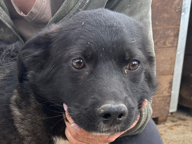 ♥MARVIN♥ zuckersüßer, ganz lieber, im Tierheim völlig verängstigter armer Schatz 48 cm