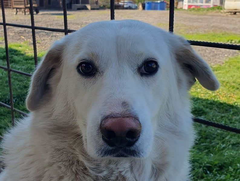 ♥JANOSCH♥ hübscher, sehr lieber, anfangs noch vorsichtiger Labrador-Mix-Rüde 48 cm