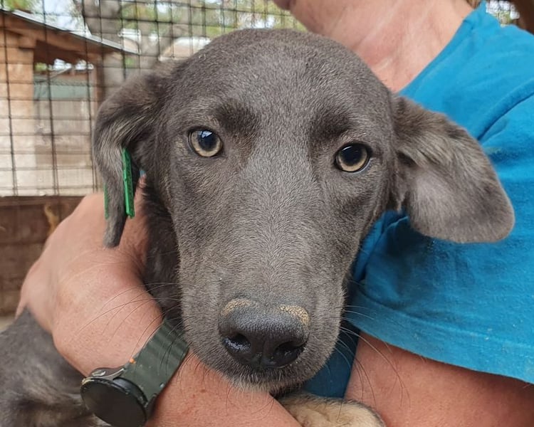 ♥FLORA♥ ab 15. Nov auf Pflegestelle bei Köln-wunderschöne, aufgeschlossene, verspielte Juniorin 41cm