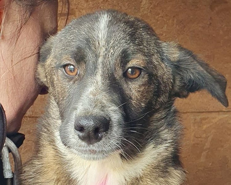 ♥CLARA♥ niedliche, verspielte Juniorin, die aktuell zu dünn ist 41 cm (noch wachsend)