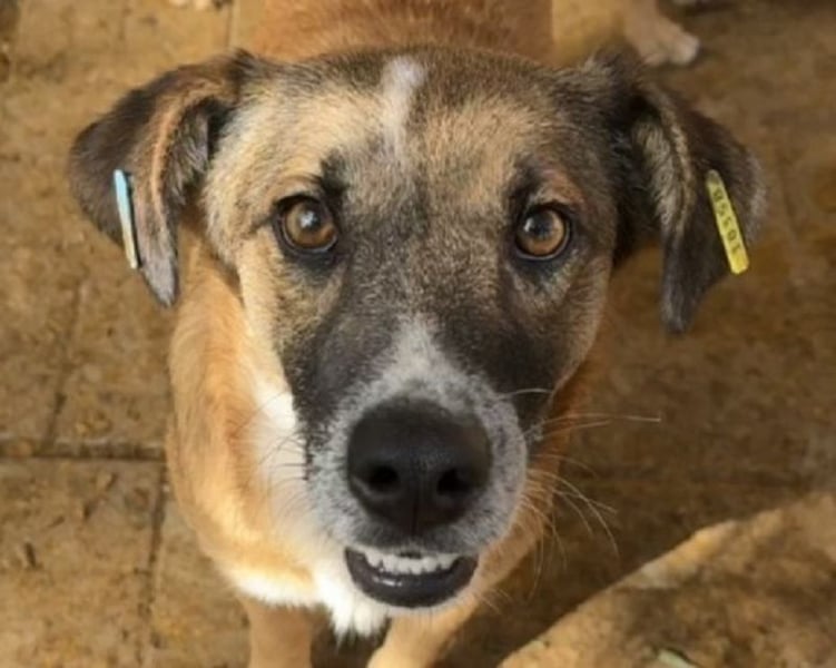 ♥NICO♥ verschmuster, sehr menschenbezogener, aufgeschlossener hübscher Rüde 47 cm