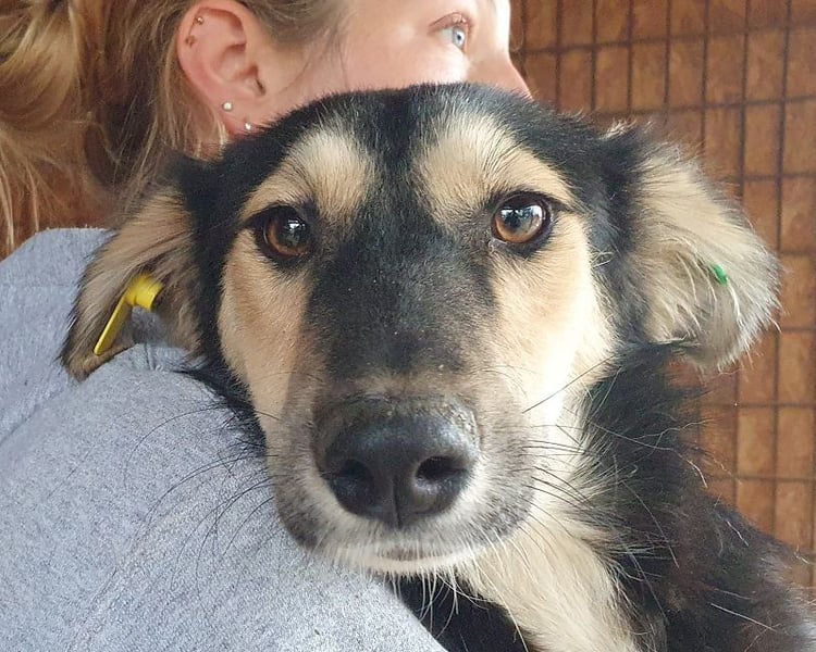 ♥ISABELLA♥ unglaublich verschmuste, verspielte, schlanke Schönheit mit ganz weichem Fell 46 cm