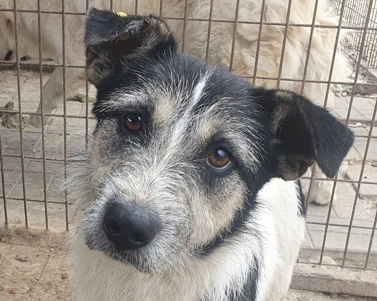 ♥FRIDO♥ süßer, hübscher, neugieriger Hundejunge mit terrierähnlichem Aussehen 49 cm