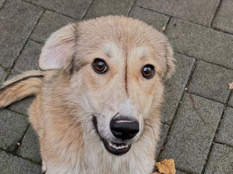 NOTFALL ♥WANDA♥ neu auf Pflegestelle bei Duisburg - süße, ganz liebe Junghündin 46 cm
