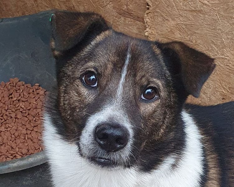 ♥LUCA♥ wunderschöner, total verschmuster, sehr menschenbezogener, sportlicher Junior 42 cm