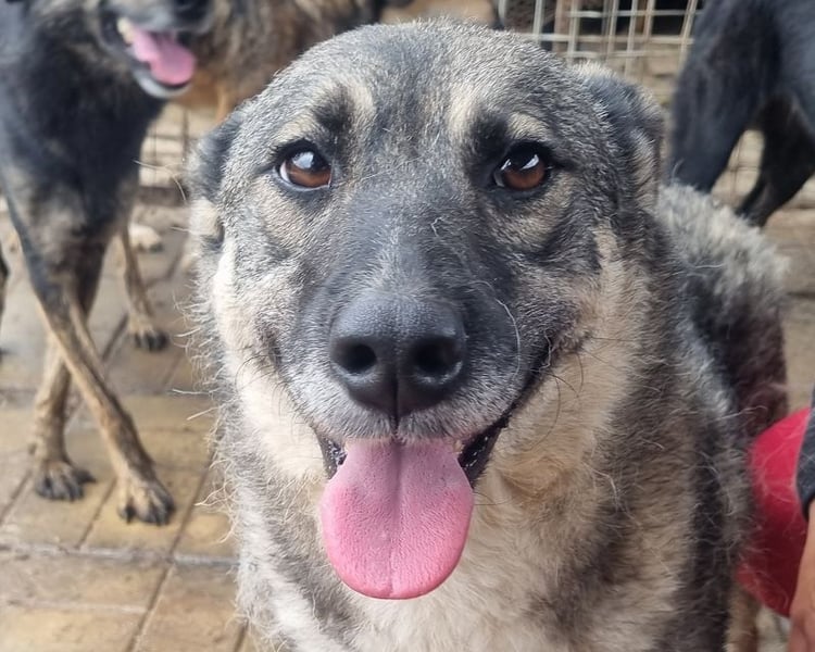 ♥LONKA♥ ab 14. Nov auf Pflegestelle bei Köln-wunderschöne, schmuse- und liebesbedürftige Hündin 44cm