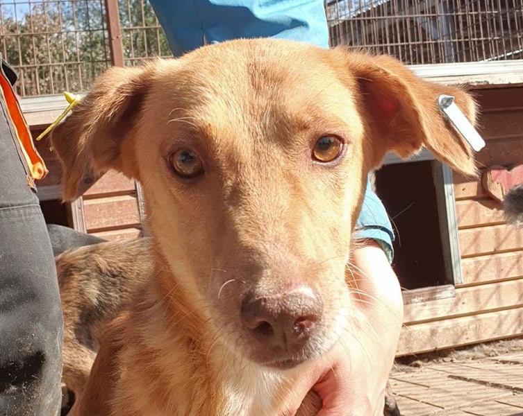 ♥SANTOS♥ anhänglicher, fröhlicher, aktiver, ganz toller Rüde 44 cm