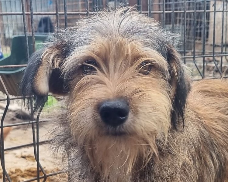 ♥SOUL♥ niedliche, anfangs noch vorsichtige Hündin mit dem zauberhaft getigerten Struppifell 47 cm