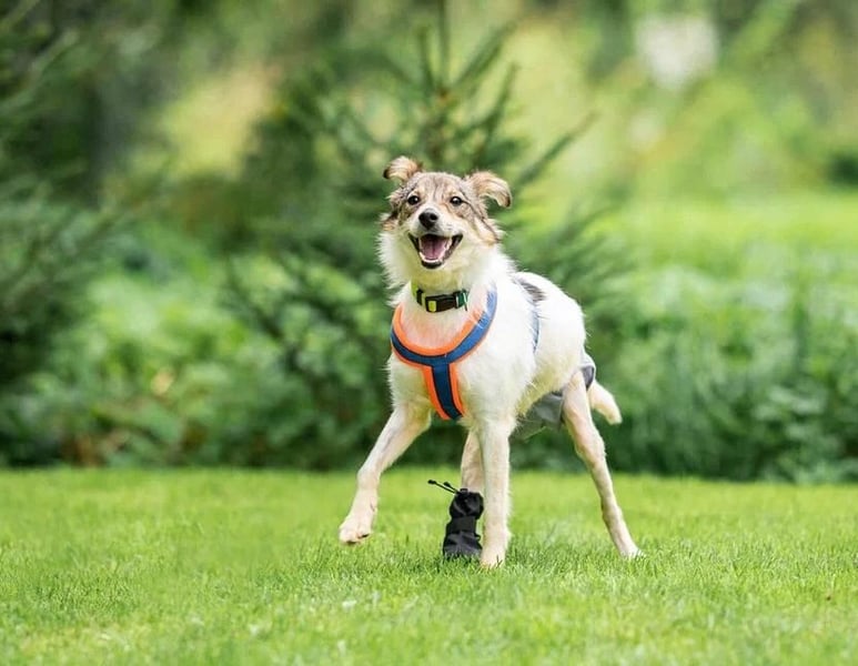 Belka ❤️ kleiner Sonnenschein sucht Zuhause
