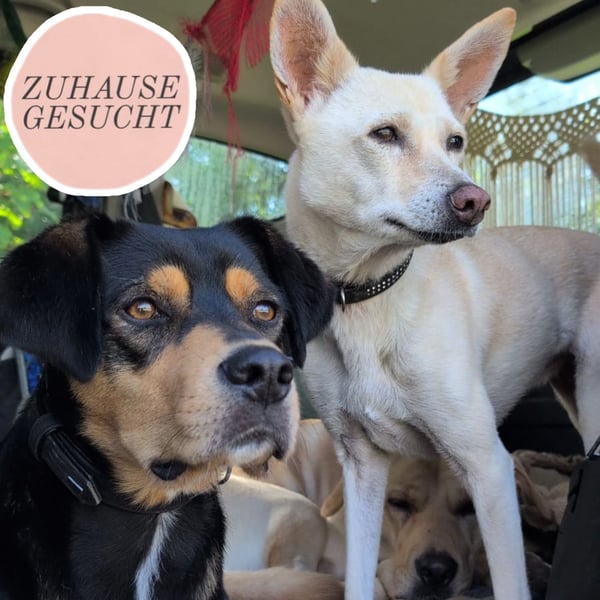 Zako sucht sein Für-Immer-Zuhause ❤️