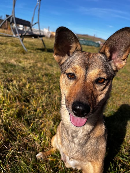 Pax sucht dringend eine Pflegestelle!