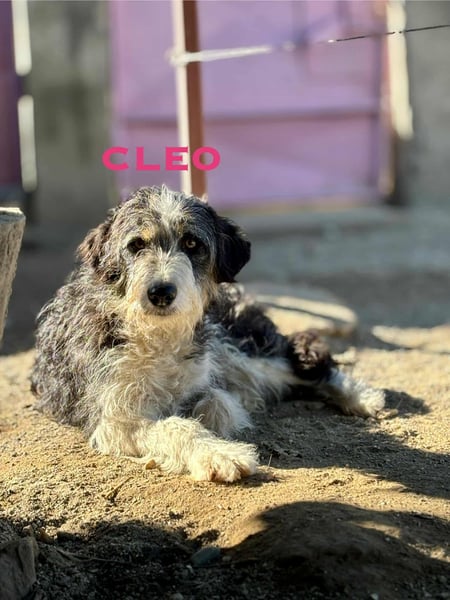Cleo sucht Ihr Glück