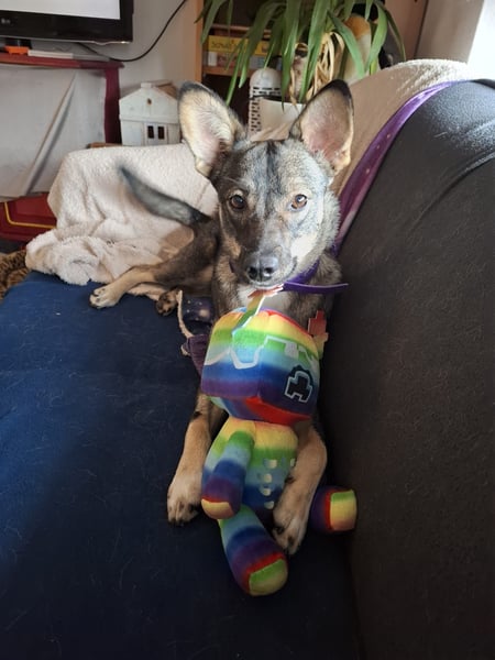 Süße Zaubermaus Tammi sucht liebevolles Zuhause