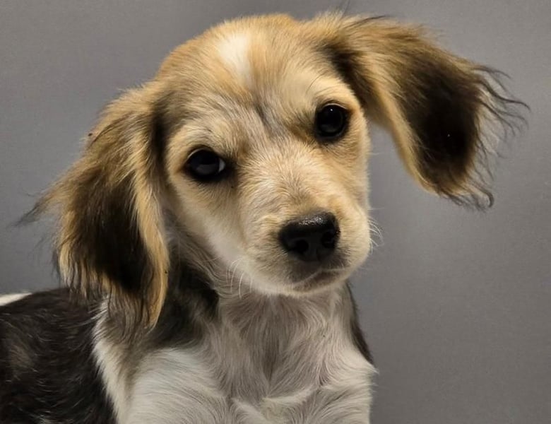 BILLY -  Kleines Herzchen auf der Suche nach Wärme