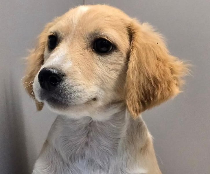 BETTY -  Kleines Herzchen auf der Suche nach Wärme