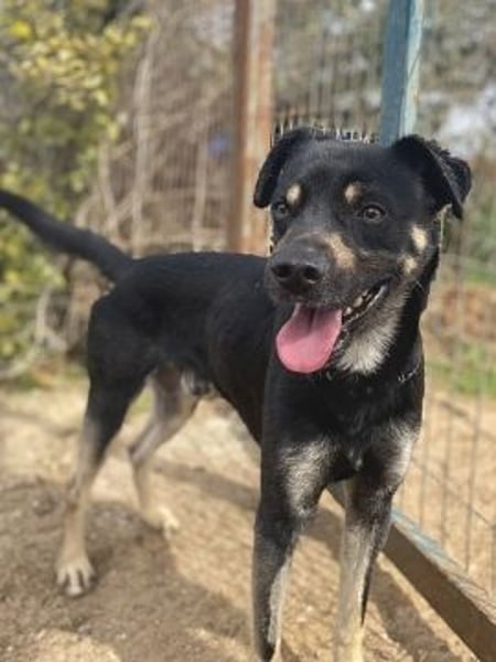 Freundlicher Smoky sucht Anschluss