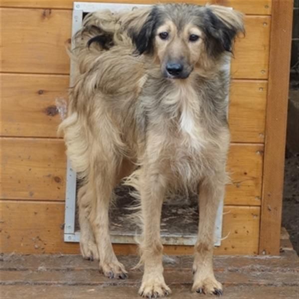 hübsche Zelda - Herzenshündin sucht ihre Menschen