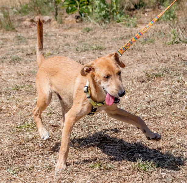Fausto - ein munterer Geselle