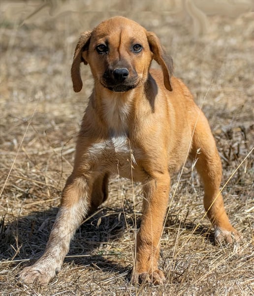 Spencer - ein fröhliches Hundekind