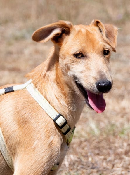 Fausto - ein munterer Geselle