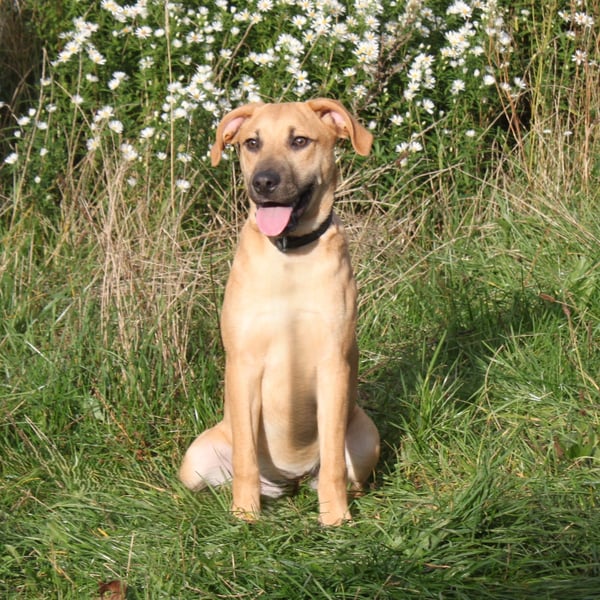 Bailey - kleiner Mann auf Familiensuche