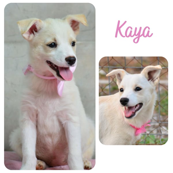 Kaya