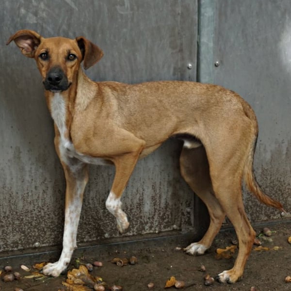 Miki - neugierig, stubenrein und freundlich / bereits in Deutschland