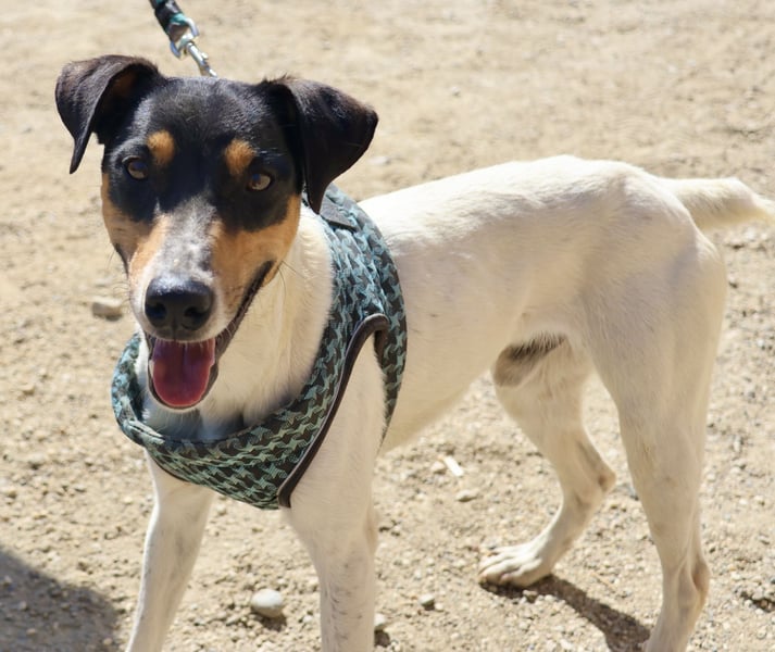 Milo - lässt sich gerne anfassen, freundlich und zutraulich