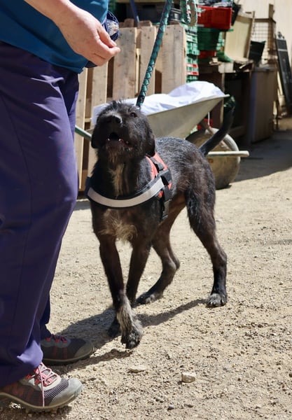 Jack - lässt sich gerne anfassen, freundlich und aufmerksam