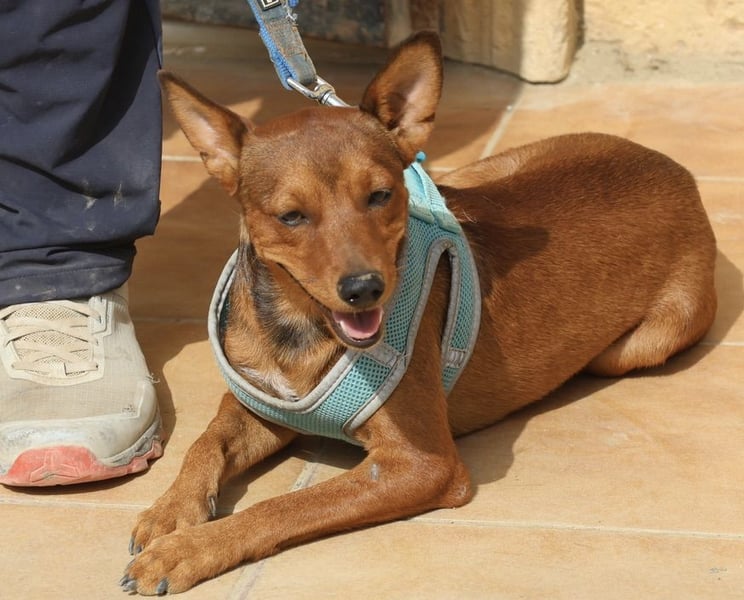 Ilia Topuria - lässt sich gerne anfassen, Leinenführig und Verspielt