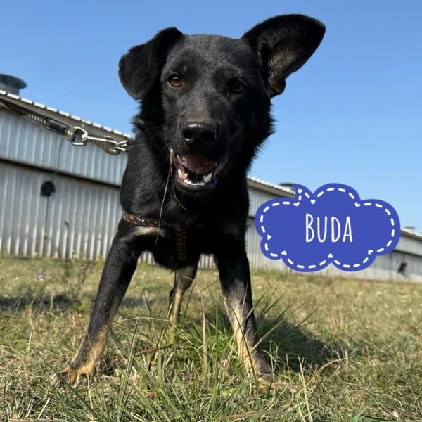 Buds ein besonderer Schatz