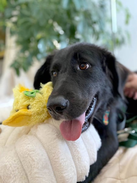 Hübsche Niculina sucht ihr Zuhause