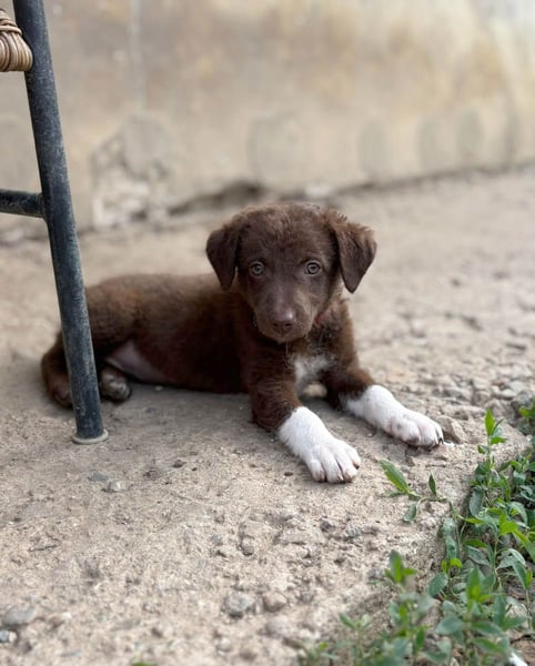 Süße Roua sucht ein Zuhause