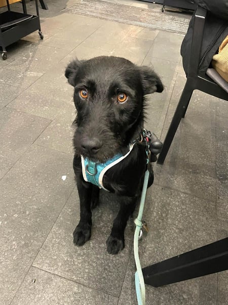 Verschmuster Korn sucht liebe Familie