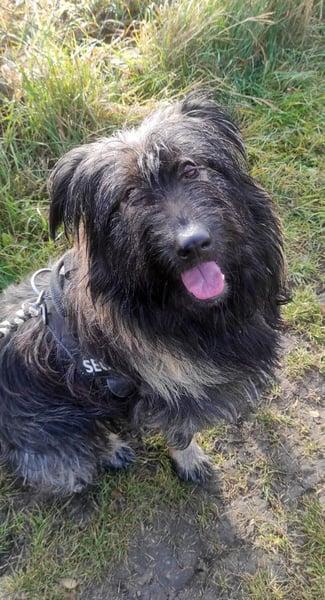 Wuscheliger Grey sucht seine Familie