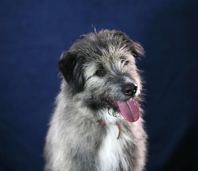 Süßer Smoky sucht liebe Familie