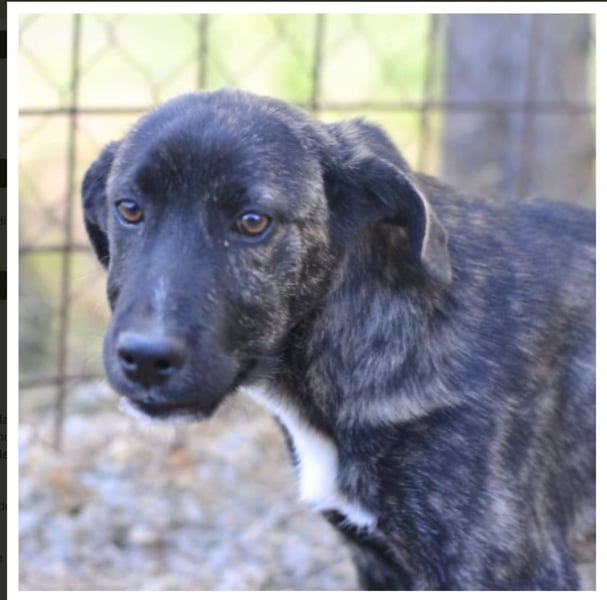 Quod - fröhliche Welpe wünscht sich ein richtiges Zuhause