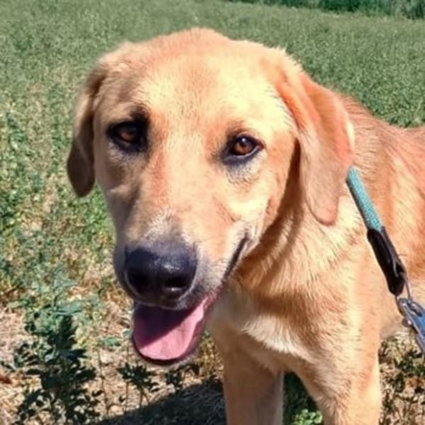 Petros, geb. ca. 12/2024, lebt in GRIECHENLAND, auf einer privaten Pflegestelle