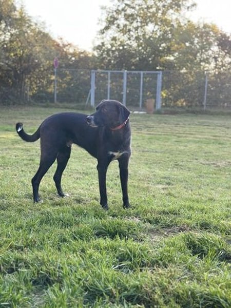 Diago, Mischling, geb. 2022, noch etwas schreckhaft, gern als Zweithund