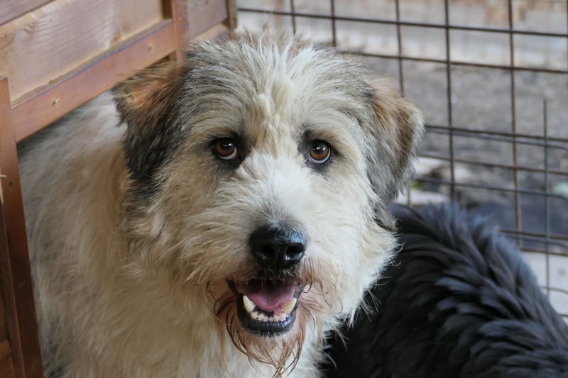 FLUFFY - lieber, ruhiger Rüde sucht seine große Chance