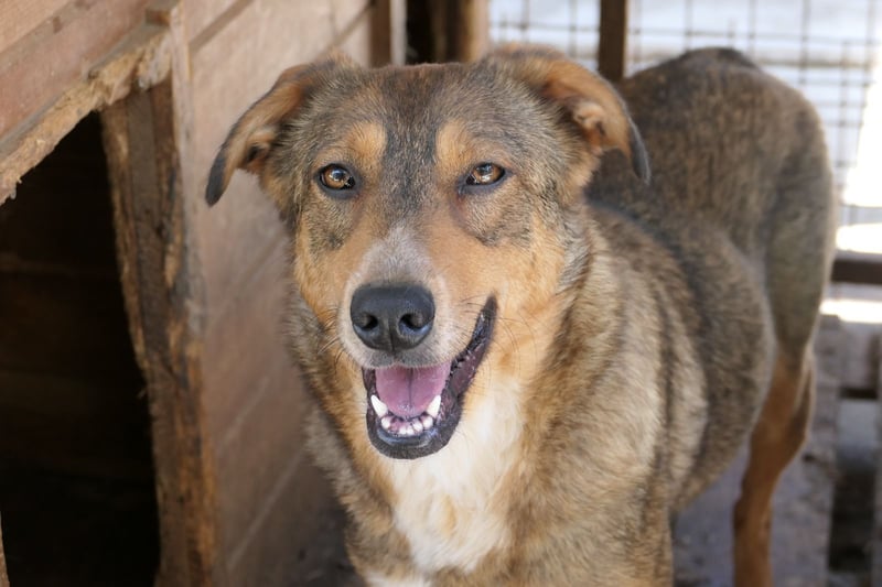 Unsere hübsche freundliche Lilly ❤️ sucht ihre Herzensmenschen