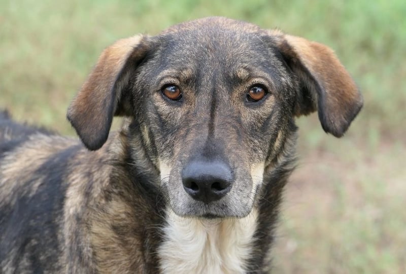 DESTINO - misstrauische Seele möchte endlich Vertrauen fassen